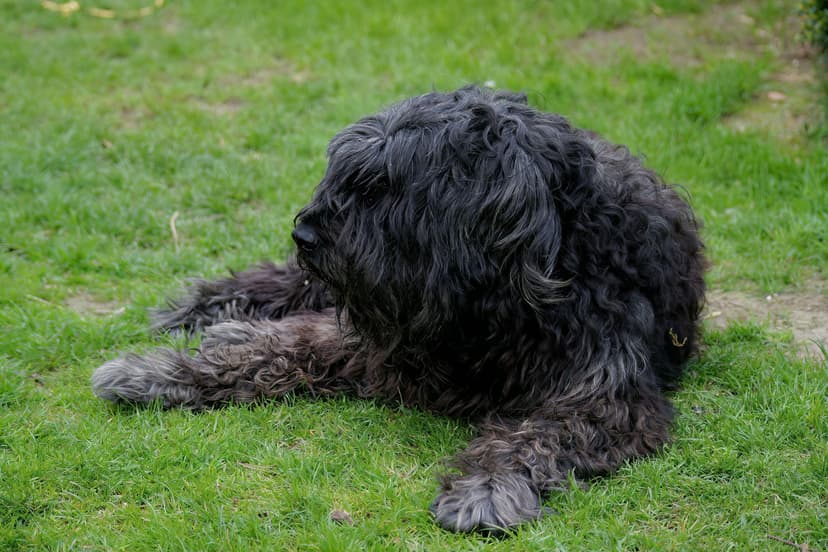 Whiskey, one of our two dogs